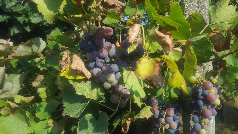Read more about the article Ökokert-gazdálkodás – Program és Koncepció