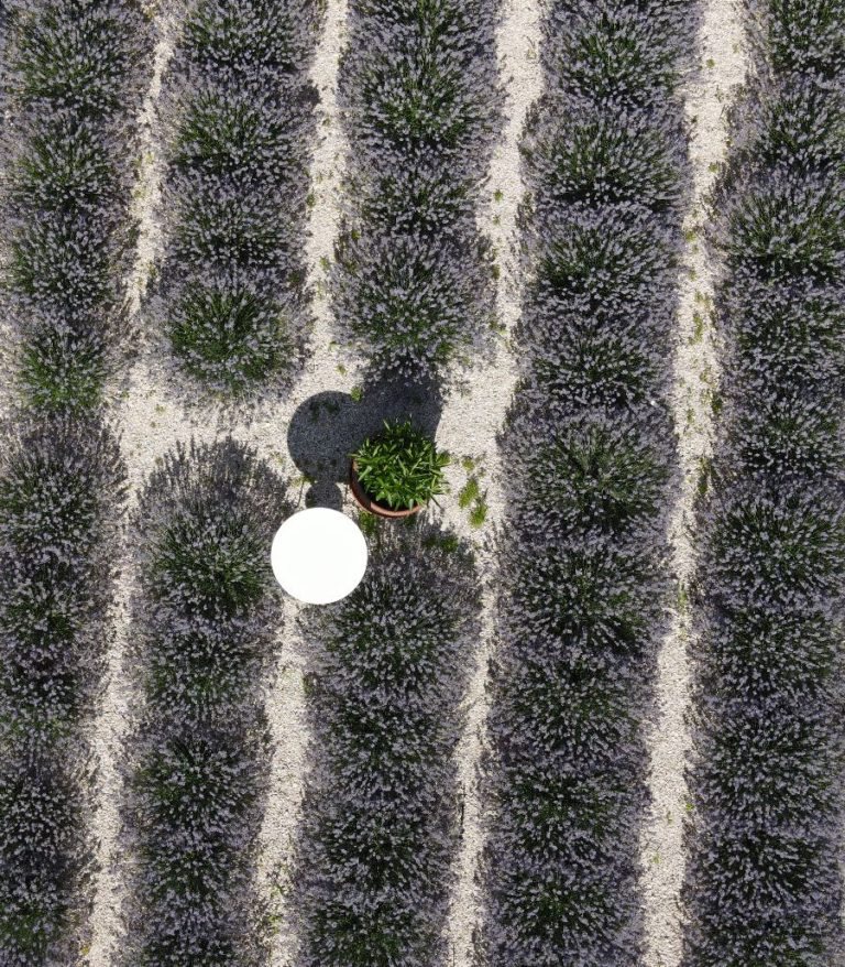 Read more about the article II. Szedd magad levendula délután