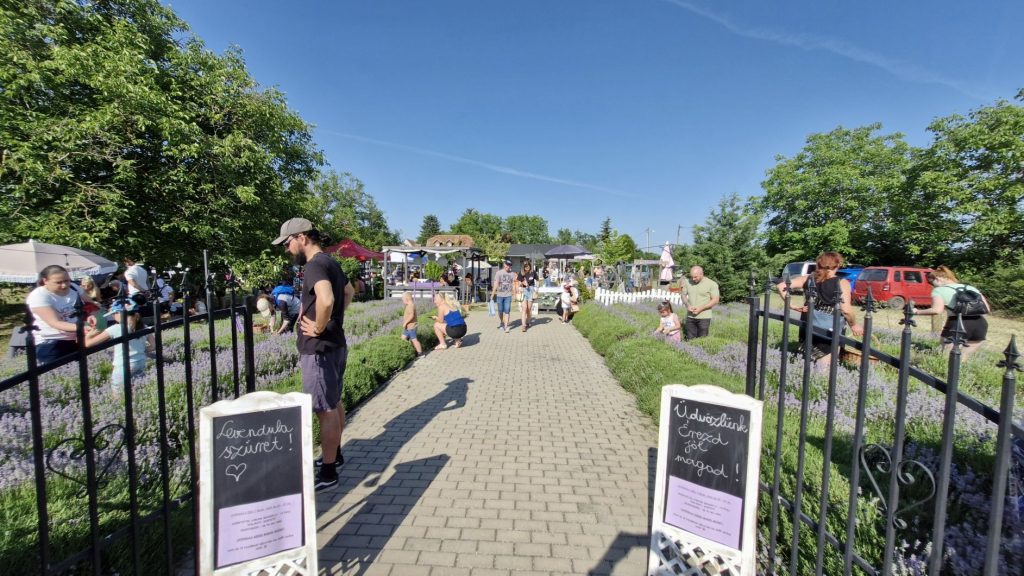 Read more about the article Levendulaszüret 2025 a Csabai Levenduláskertben